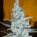Critical Jack Herer - DELICOUS SEEDS