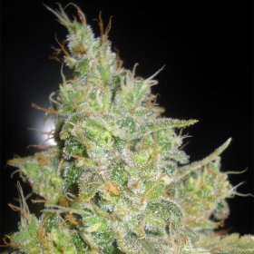 Critical Kali Mist - DELICOUS SEEDS | TanieSianie.pl