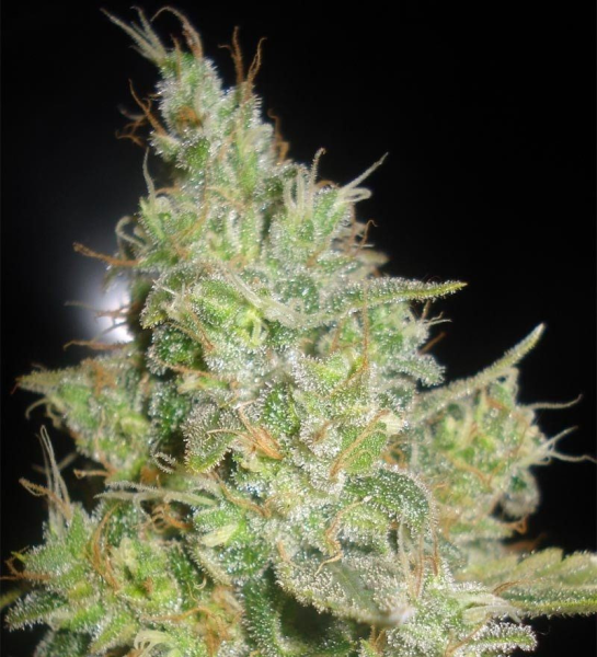 Critical Kali Mist - DELICOUS SEEDS | TanieSianie.pl