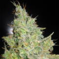 Critical Kali Mist - DELICOUS SEEDS