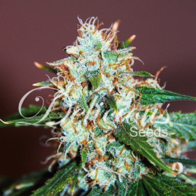 Critical Neville Haze 2.0 - DELICOUS SEEDS | TanieSianie.pl
