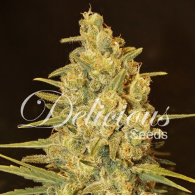 Critical Sensi Star - DELICOUS SEEDS | TanieSianie.pl