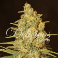 Critical Sensi Star - DELICOUS SEEDS