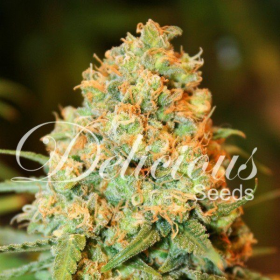 Critical Super Silver Haze - DELICOUS SEEDS | TanieSianie.pl