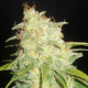 Critical Yumbolt - DELICOUS SEEDS | TanieSianie.pl