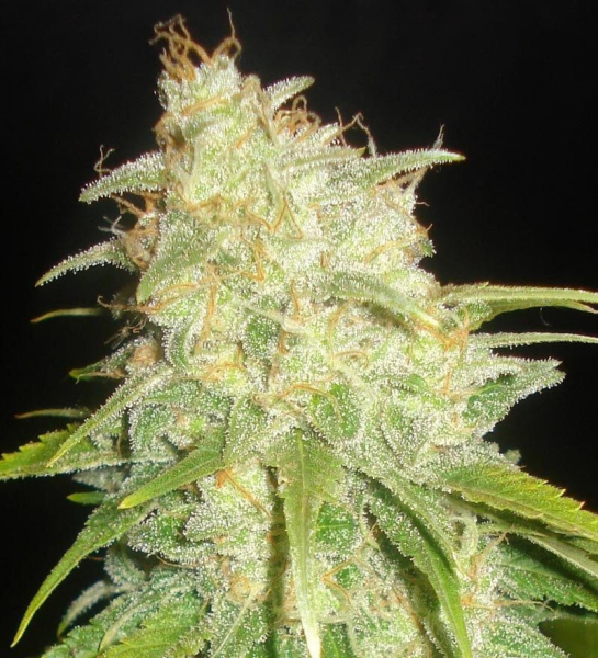 Critical Yumbolt - DELICOUS SEEDS | TanieSianie.pl
