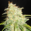 Critical Yumbolt - DELICOUS SEEDS