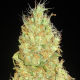 Fruity Chronic Juice - DELICOUS SEEDS | TanieSianie.pl
