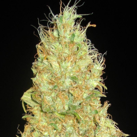 Fruity Chronic Juice - DELICOUS SEEDS | TanieSianie.pl