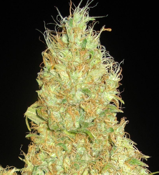 Fruity Chronic Juice - DELICOUS SEEDS | TanieSianie.pl