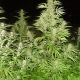 Easy Sativa - FEMALE SEEDS | TanieSianie.pl