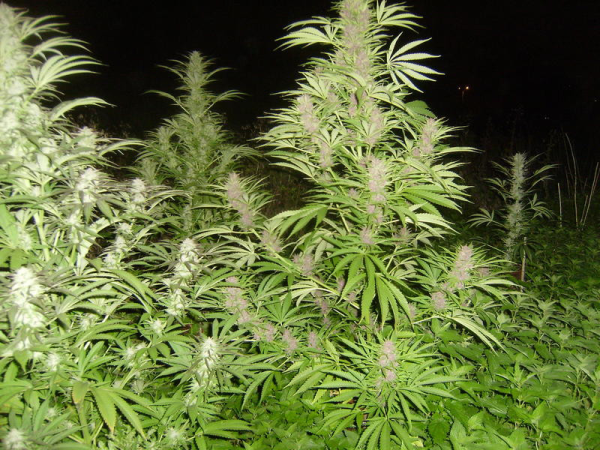 Easy Sativa - FEMALE SEEDS | TanieSianie.pl