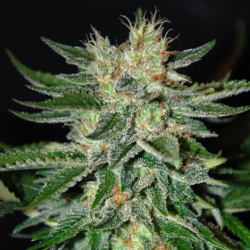 Sugar Black Rose - DELICOUS SEEDS | TanieSianie.pl