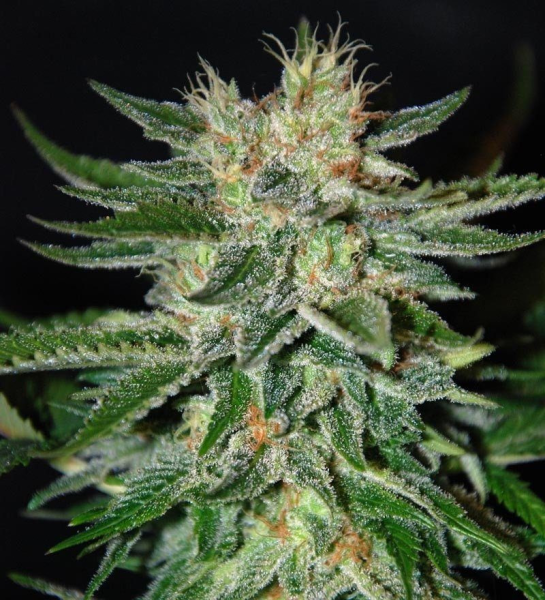 Sugar Black Rose - DELICOUS SEEDS | TanieSianie.pl