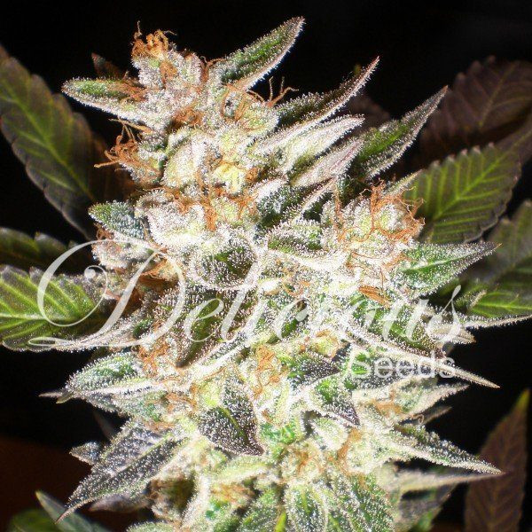Cheese Candy Auto - DELICOUS SEEDS | TanieSianie.pl