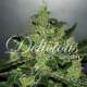 Critical Jack Herer Auto - DELICOUS SEEDS | TanieSianie.pl
