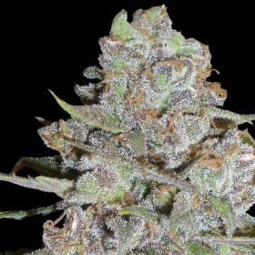 La Diva Auto - DELICOUS SEEDS | TanieSianie.pl