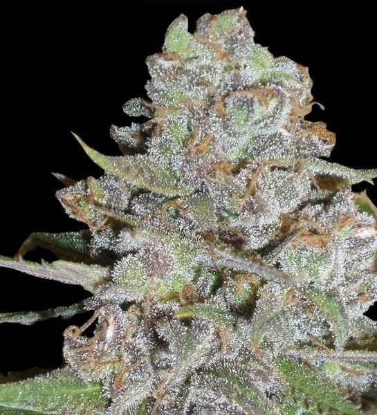 La Diva Auto - DELICOUS SEEDS | TanieSianie.pl