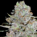 La Diva Auto - DELICOUS SEEDS
