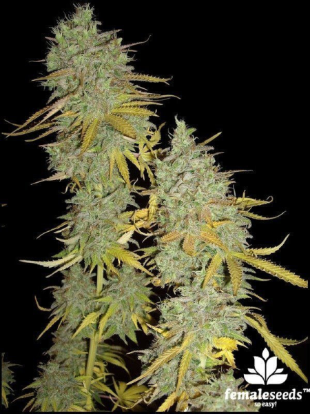 Grapefruit - FEMALE SEEDS | TanieSianie.pl