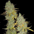 Grapefruit - FEMALE SEEDS