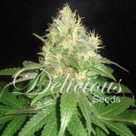 Northern Light Blue Auto - DELICOUS SEEDS | TanieSianie.pl