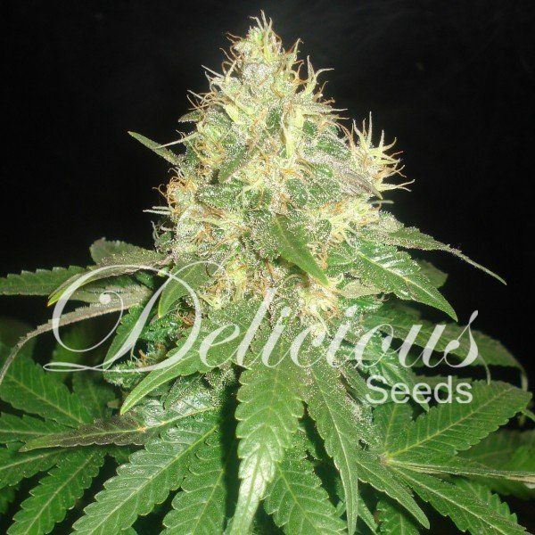 Northern Light Blue Auto - DELICOUS SEEDS | TanieSianie.pl
