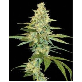 Cannalope Kush - DNA GENETICS | TanieSianie.pl