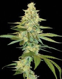 Cannalope Kush - DNA GENETICS | TanieSianie.pl