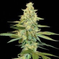 Cannalope Kush - DNA GENETICS