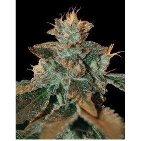 Cataract Kush - DNA GENETICS | TanieSianie.pl