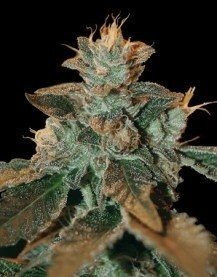 Cataract Kush - DNA GENETICS | TanieSianie.pl