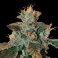 Cataract Kush - DNA GENETICS