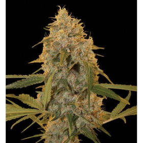 Chocolate Fondue - DNA GENETICS | TanieSianie.pl