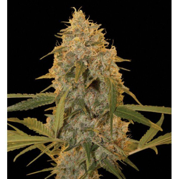 Chocolate Fondue - DNA GENETICS | TanieSianie.pl