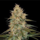 Chocolope Kush - DNA GENETICS | TanieSianie.pl