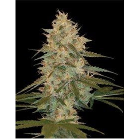 Chocolope Kush - DNA GENETICS | TanieSianie.pl