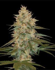Chocolope Kush - DNA GENETICS | TanieSianie.pl