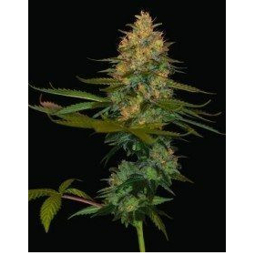Exodus Kush - DNA GENETICS | TanieSianie.pl