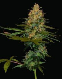 Exodus Kush - DNA GENETICS | TanieSianie.pl