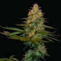 Exodus Kush - DNA GENETICS