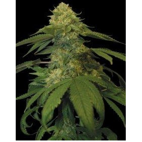 Holy Grail Kush - DNA GENETICS | TanieSianie.pl
