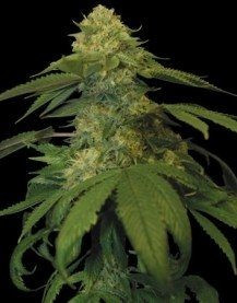 Holy Grail Kush - DNA GENETICS | TanieSianie.pl
