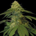 Holy Grail Kush - DNA GENETICS
