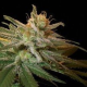 Kushberry - DNA GENETICS | TanieSianie.pl