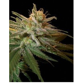 Kushberry - DNA GENETICS | TanieSianie.pl