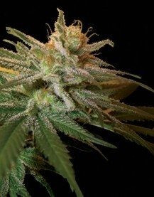 Kushberry - DNA GENETICS | TanieSianie.pl