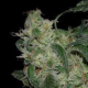 LA Cannalope - DNA GENETICS | TanieSianie.pl