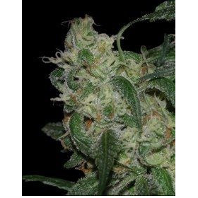 LA Cannalope - DNA GENETICS | TanieSianie.pl