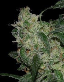 LA Cannalope - DNA GENETICS | TanieSianie.pl